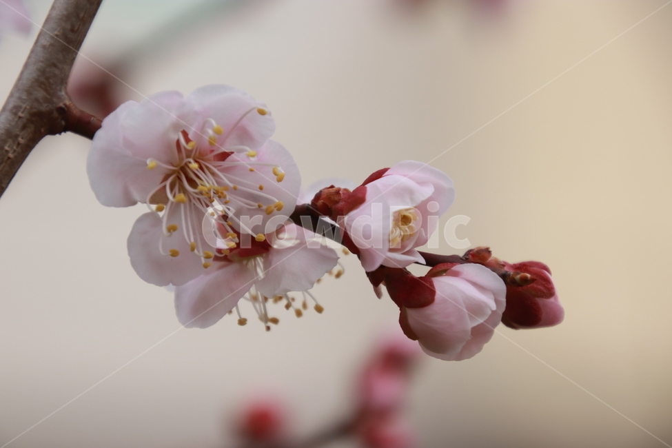 식물,꽃나무,봄,살구꽃,분홍색,봄,계절,spring,season,식물,자연,plants,nature,꽃,flower,plant