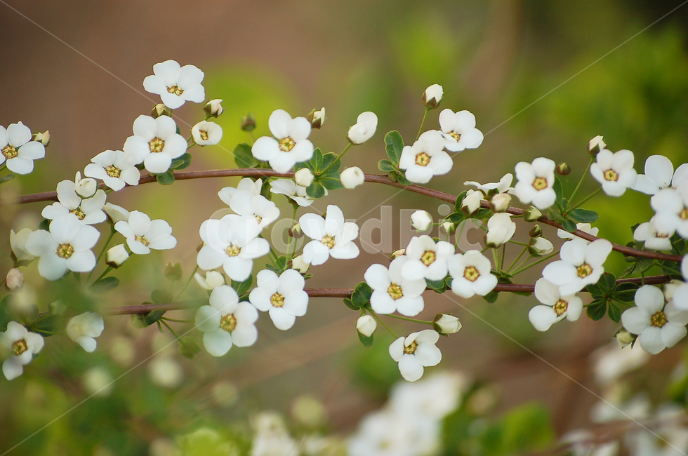 꽃,작은꽃,봄,flower,식물,plant,blossom,꽃망울,자연,spring,nature,봄,계절,spring,season,식물,자연,plants,nature,꽃,flower
