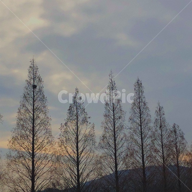 하늘,나무,산,구름,노을
