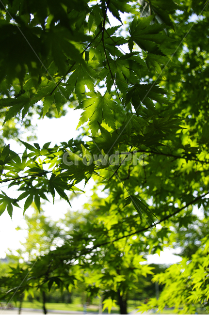 나무,잎,초록,신록,식물,식물,자연,plants,nature