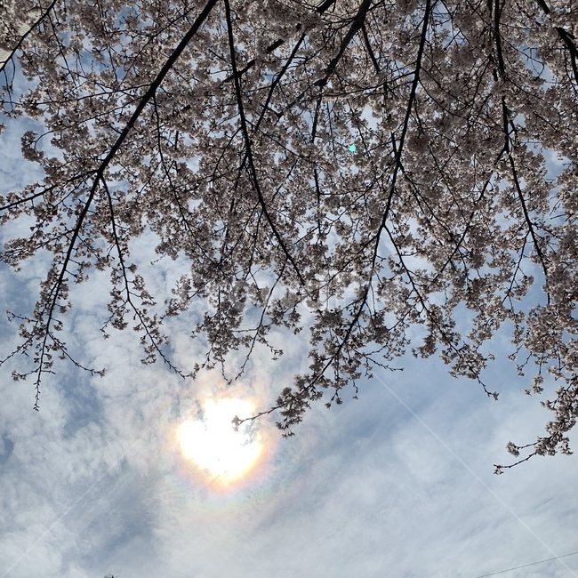 벚꽃나무,벚꽃,해주변무지개,하늘과벚꽃,햇무리,벚나무,corona,halo,봄꽃나무,cherryblosome,봄꽃