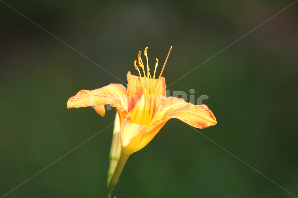 원추리,꽃,여름,넘나물,daylily,백합과