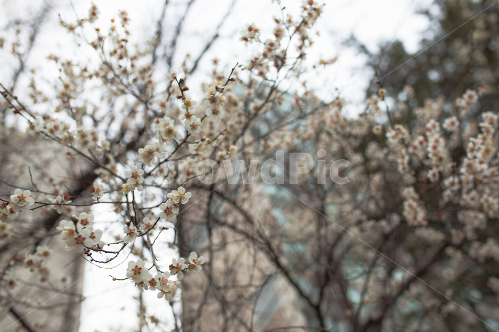 벚꽃,꽃,나무,봄,배경,식물,자연,plants,nature,꽃,flower
