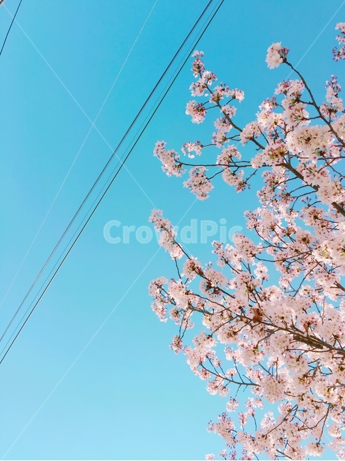 봄,벚꽃,하늘,꽃,사계,자연,봄,계절,spring,season,plant,식물
