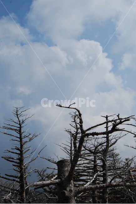 한라산,자연,나무,구름,국립공원,자연,풍경,nature,landscape,식물,plants,나무,trees,wood