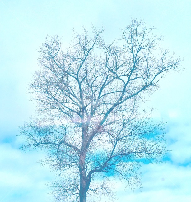 나무,하늘,하늘색,신비로운,가지,식물,자연,plants,nature,나무,trees,wood