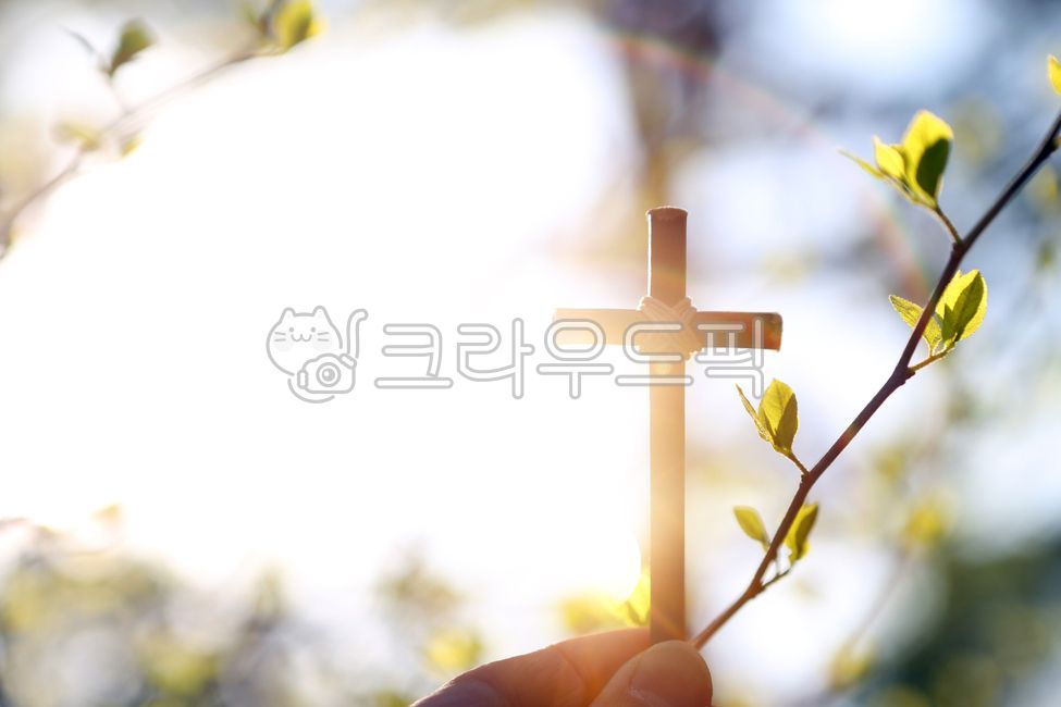십자가,봄,새싹,손,예수그리스도,생명,꽃,초록색,아침,햇살,태양,밝은,하나님,믿음,신앙,교회,거룩한,성당,기독교,천주교,성장,배경,빛,복음,예배,기도,은혜,성령,묵상,햇빛,부활절,고난,죽음,부활,성경,신선한,예수님,보케,크리스찬