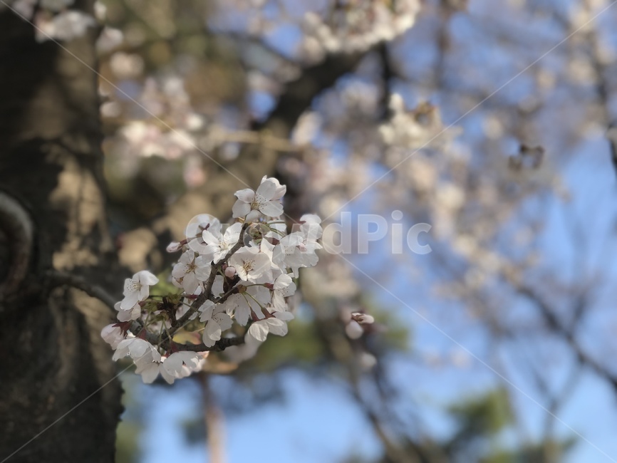 spring,Closing shot,flowering,cherry blossom,Wallpapers