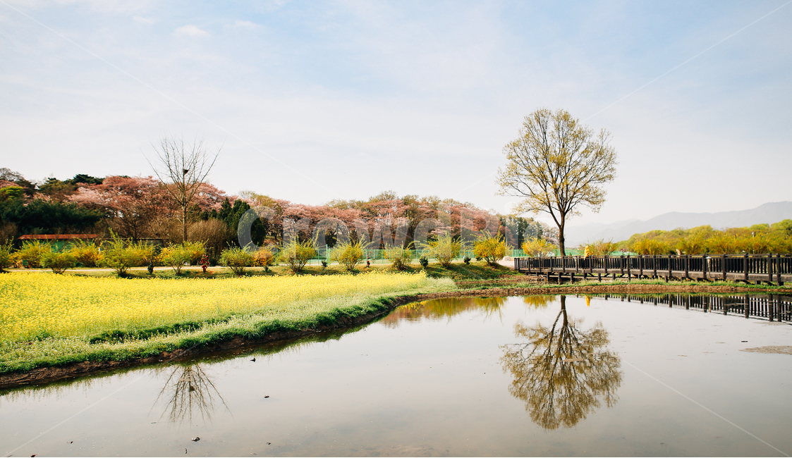 봄,유채꽃,꽃밭,왕따나무,풍경,봄,계절,spring,season,자연,풍경,nature,landscape,한국자연풍경,한국자연경관,korea nature landscape,water,물,outdoors,옥외,land,땅