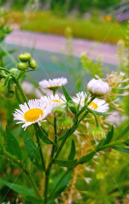 꽃,흰민들레,flower,봄,식물,자연