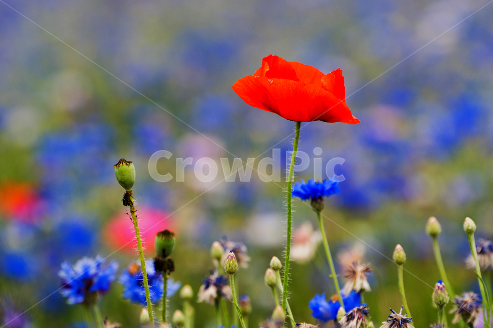 꽃,양귀비,청보리,봄,수례국화,식물,자연,plants,nature,꽃,flower
