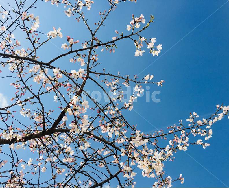 벚꽃,하늘,나무,봄,푸른,봄,계절,spring,season,식물,자연,plants,nature,꽃,flower,plant,blossom,cherry blossom