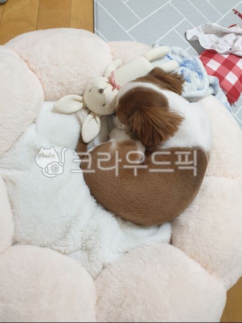 Cute dog,cute shih tzu,Cute puppy,Pets,sleeping puppy,puppy,animal,dog,mammalia,pet