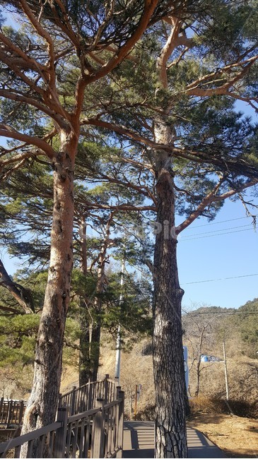 tree,나무,금강송,울진,소나무