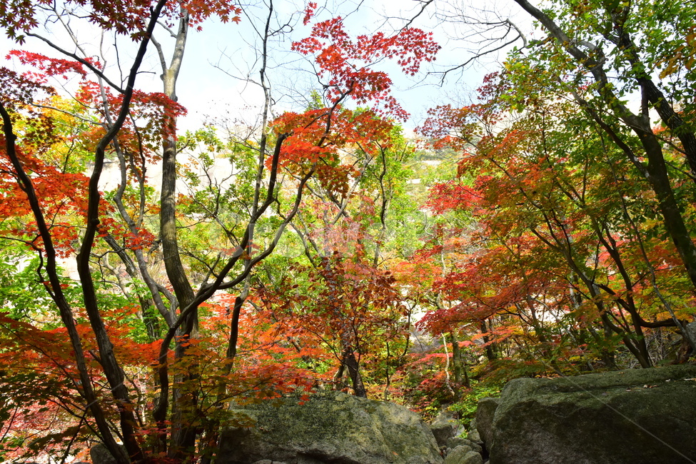 가을,단풍,자연,풍경,북한산,잎,단풍잎,붉은,나무,계절,계곡,숲,힐링,plant,fall,autumn,season,forestnature,landscape,한국자연풍경,한국자연경관,korea,tree,maple,leaf,가을,계절,fall,autumn,season,자연,풍경,nature,landscape,식물,plants,나무,trees,wood,tree trunk,나무 줄기