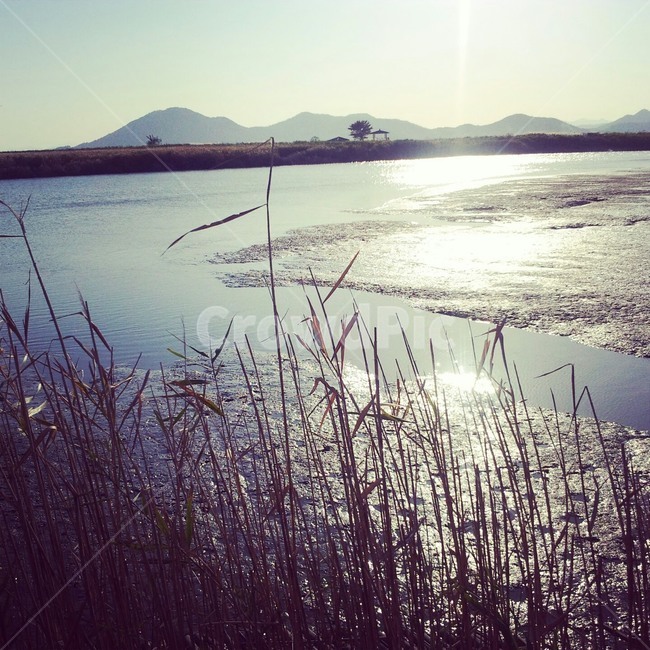 순천만,갈대숲,갈대,늪지,늪,습지,자연,풍경,nature,landscape,plant,식물,grass,잔디,light,빛,flare,플레어,lawn
