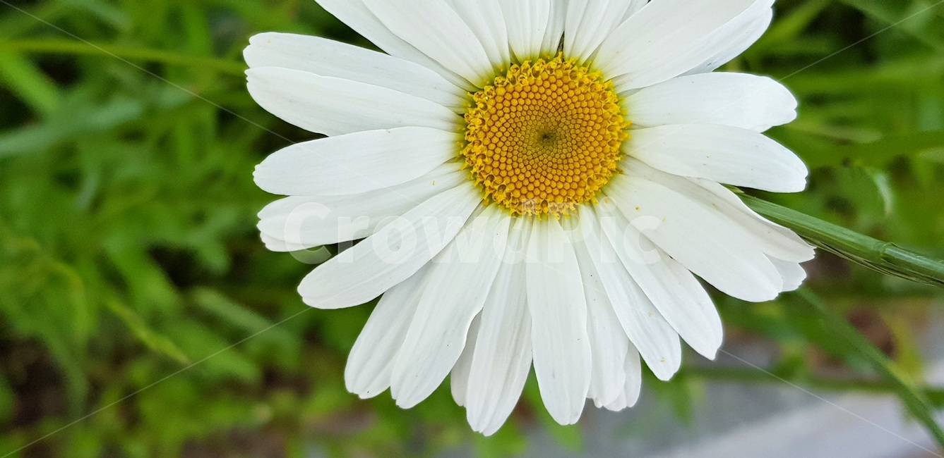 샤스타데이지,봄,들국화,초록,꽃말평화순진만사인내,식물,자연,plants,nature,꽃,flower