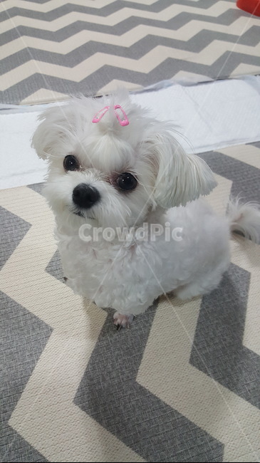 강아지,개,댕댕이,말티즈,animal,pet,동물,dog