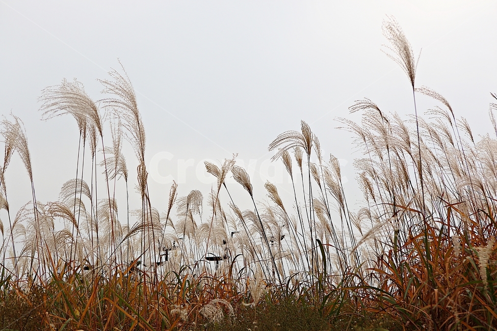 갈대,억새,잡초,식물,풍경,풀,자연,공원,하늘,흐림,가을,계절,fall,autumn,season,grass,잔디,plant,lawn,reed