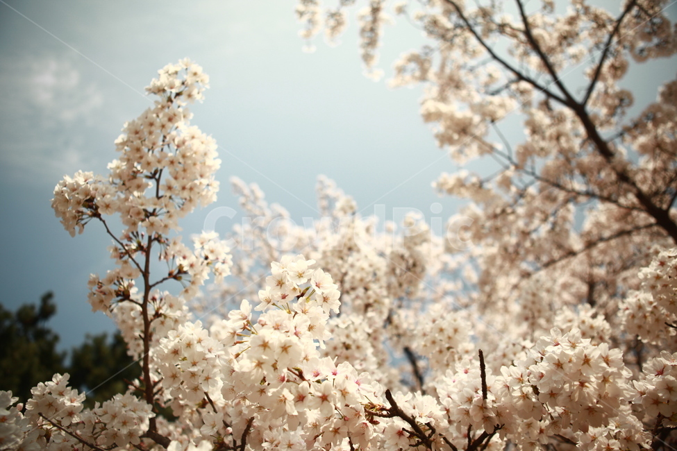 spring,spring flowers,cherry blossom tree,cherry,Cherry Blossom,flower tree,flower