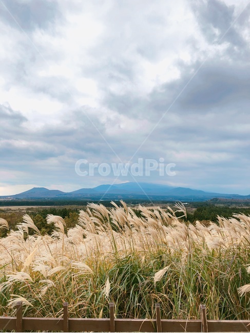 갈대,구름,억새,갈대숲,바람,흐린날,가을,계절,fall,autumn,season,grass,잔디,plant,식물,lawn,reed