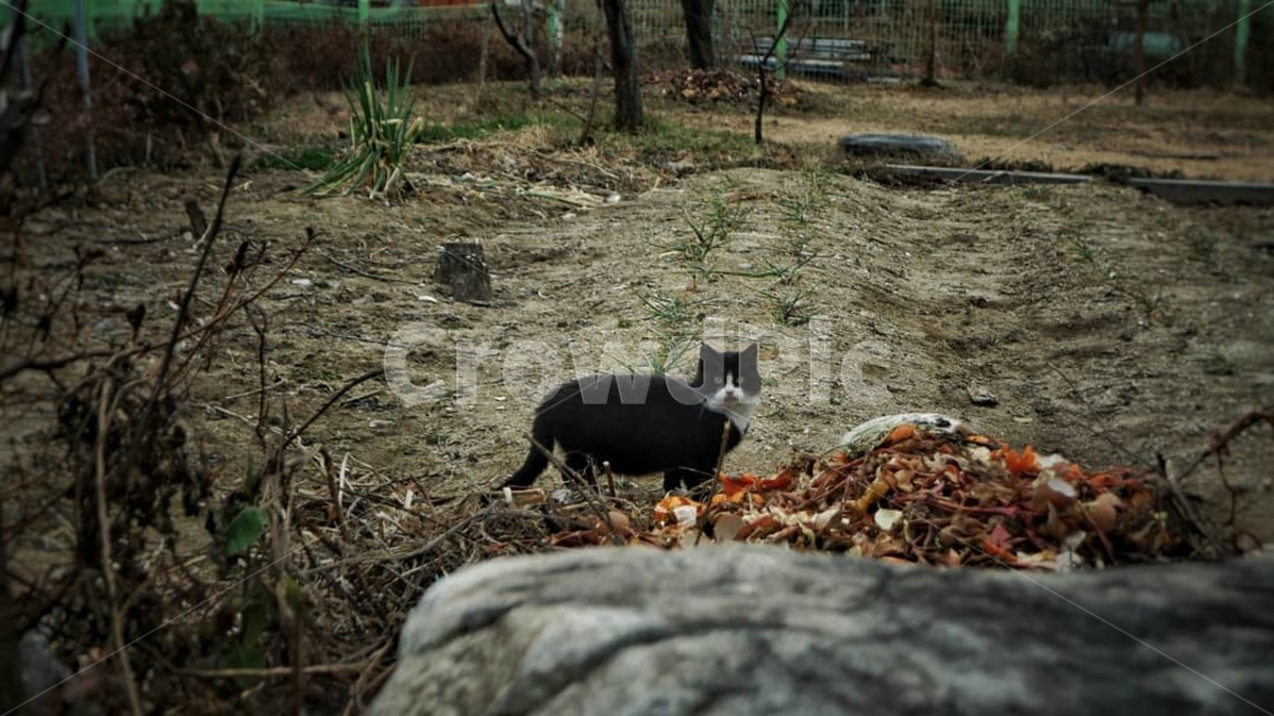 고양이,동물,골목길,밭,cat,필름카메라,동네길,동네골목길,동물,animal,포유류,mammal,고양이,cat,kitten,kitty