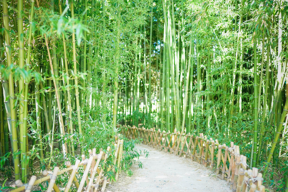대나무,대나무숲,시원한,초록색,bambusoideae,식물,공원,길,자연,풍경,nature,landscape,식물,plants,나무,trees,wood,휴식,힐링,rest,relaxation,healing,plant,bamboo