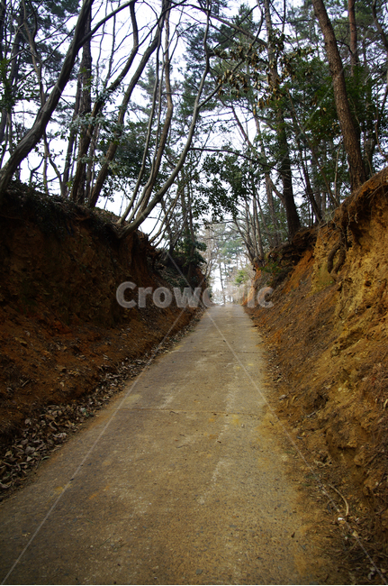 식물,나무,plant,tree,길,흙길,road
