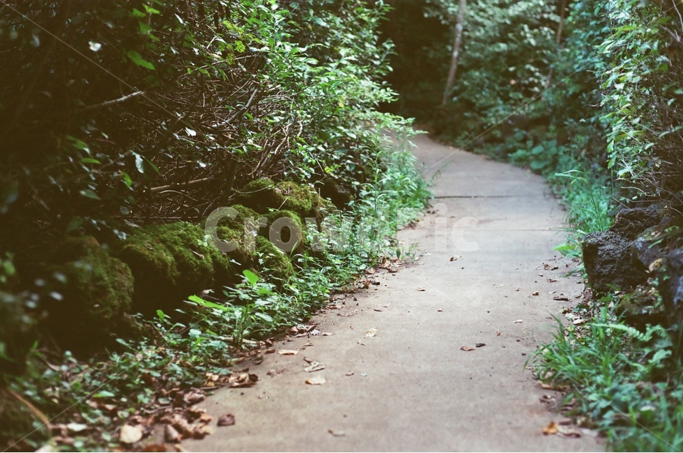 필름,숲속길,제주,숲터널,이끼,자연,풍경,nature,landscape,path,통로