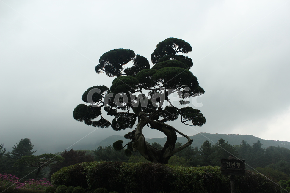 나무,자연,산,경관,식물,자연,풍경,nature,landscape,tree,plant