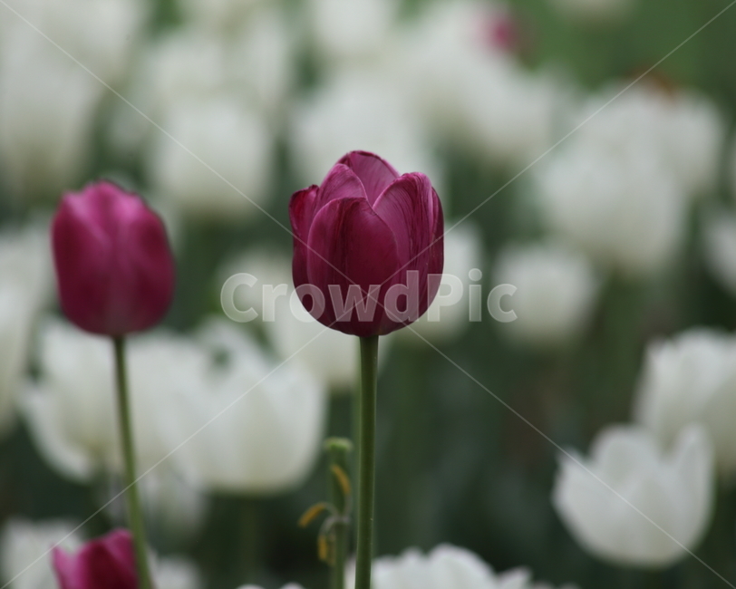 튤립,구근식물,백합과,봄,tulip