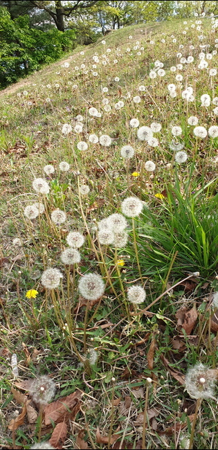 민들레,산책로,민들레씨,민들레씨들,민들레씨모음