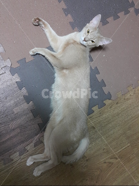 고양이,아비시니안,이집트고양이,아비시니안폰,소형고양이,동물,animal,포유류,mammal,고양이,cat,kitten,kitty