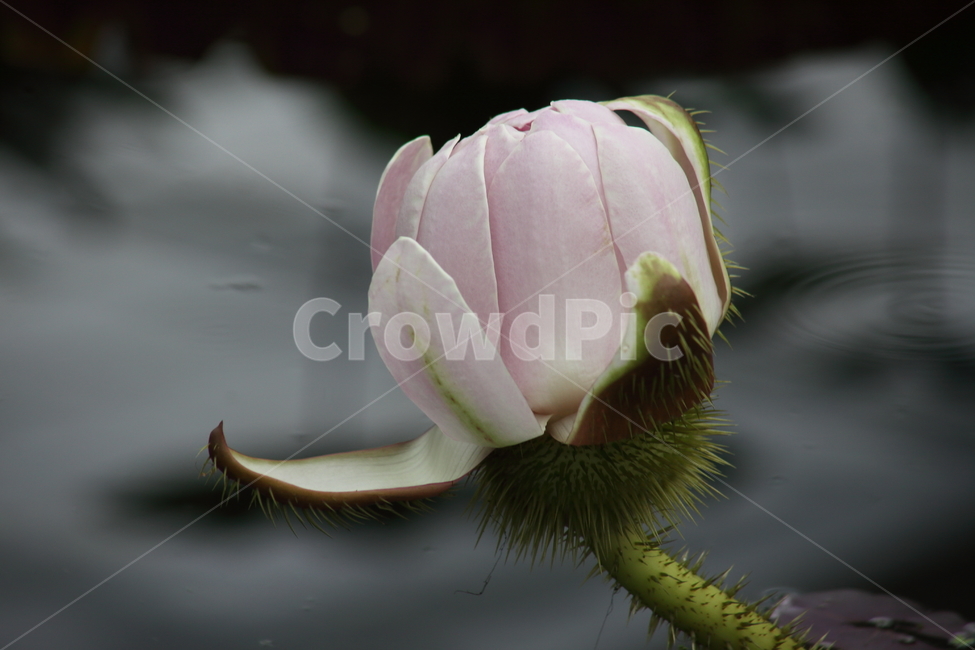 plant,식물,flower,꽃,빅토리아연,수련,연꽃,lotus,식물,자연,plants,nature,꽃,flower