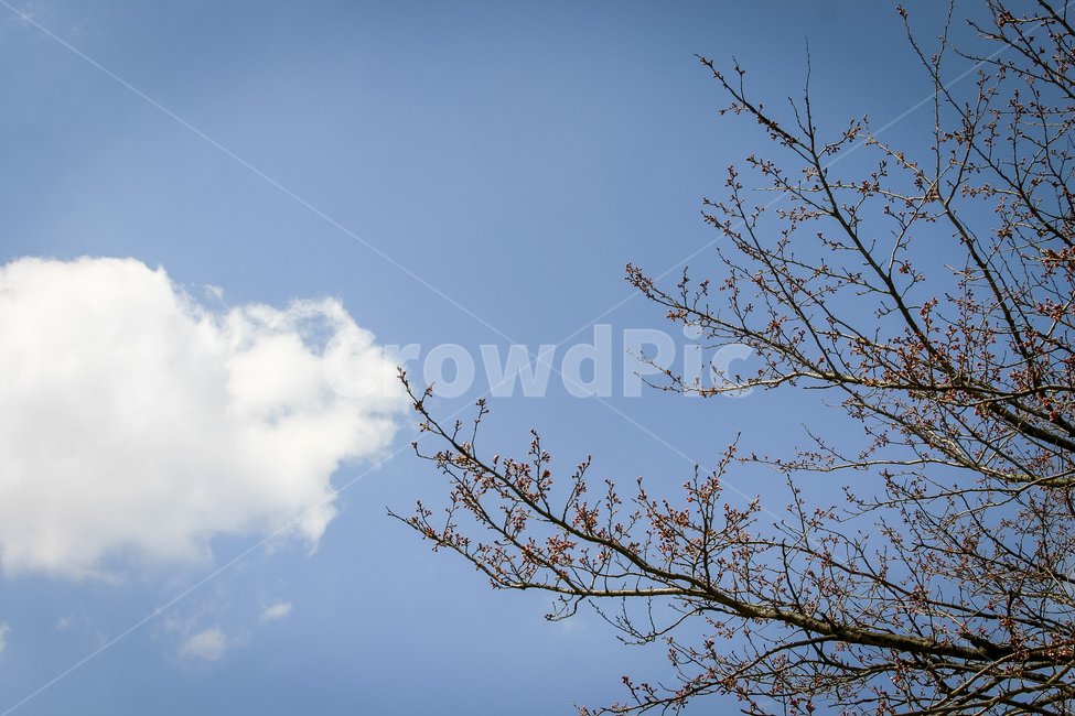 하늘,흰구름,나무,개화직전,봄,봄,계절,spring,season,자연,풍경,nature,landscape