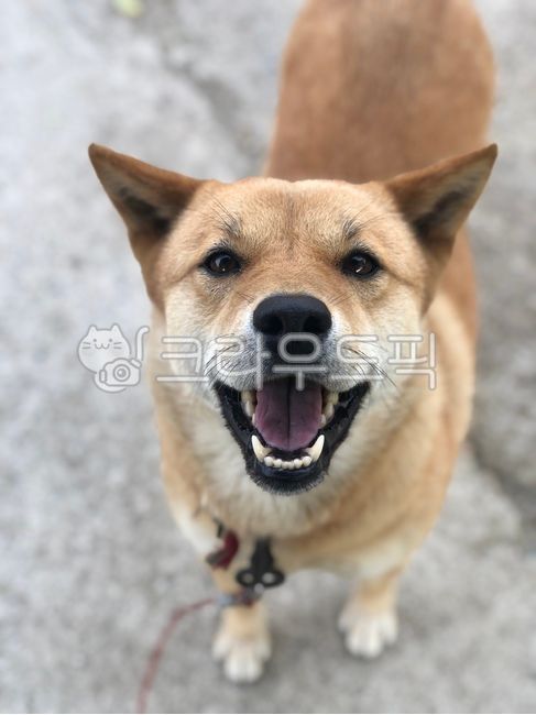 smiling puppy,Pets,Hwanggu,puppy,Jindo dog,yellow puppy,animal,dog,pretty dog,pet dog,pet
