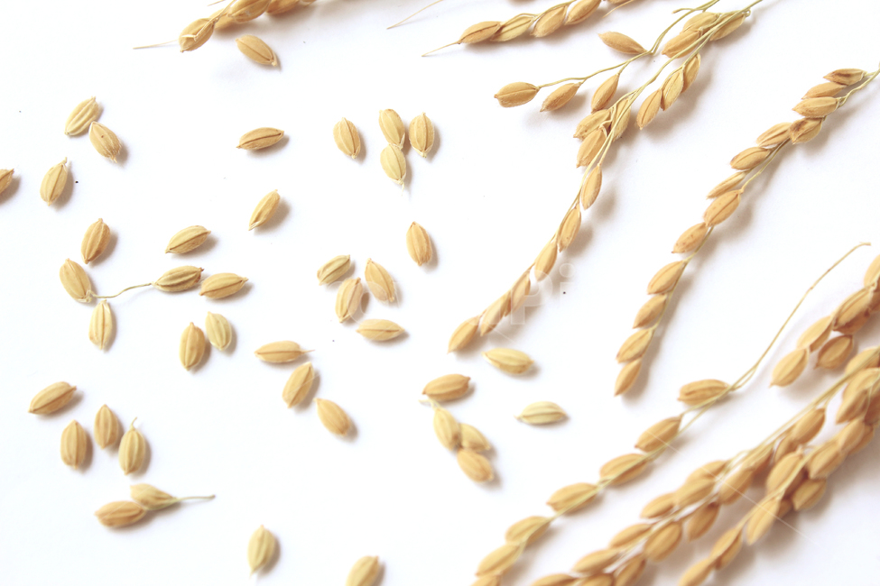 쌀,벼,곡식,곡물,음식,식재료,요리,곡류,rice,cereal,dry,ear,farming,food,gold,grain,harvest,isolated,korea,meal,nutrition,organic,plant,seed,yellow,cook,곡류,곡식,cereals,연출,컨셉,콘셉,direction,concept