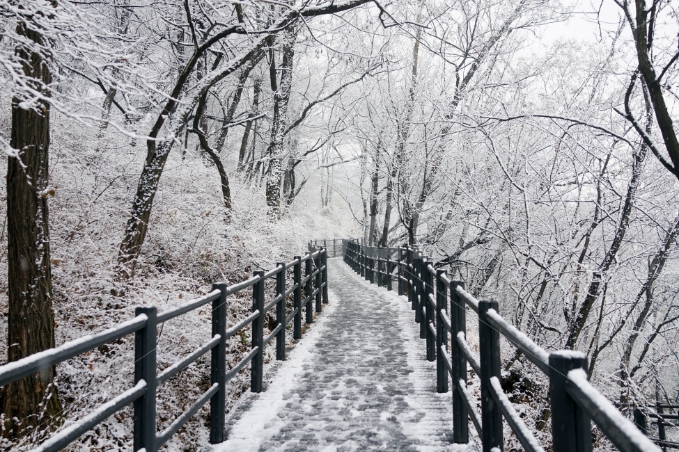 설경,겨울,눈,산책로,안산자락길,첫눈,겨울,계절,winter,season,자연,풍경,nature,landscape,한국자연풍경,한국자연경관,korea nature landscape,banister,난간,handrail,railing
