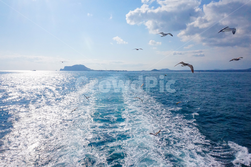 바다,제주,제주도,우도,갈매기,섬,adventure,sea,ocean,water,bird,animal,자연,동물,animal,조류,새,birds