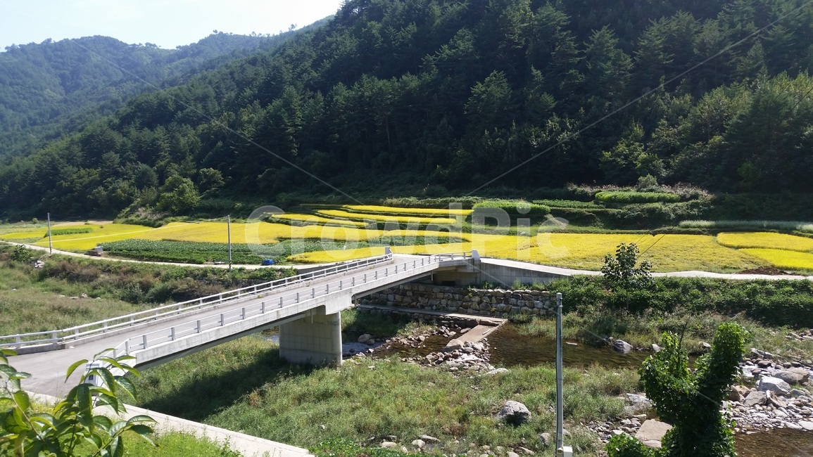 road,도로,논밭,논,시골,추수,가을,자연,풍경,nature,landscape