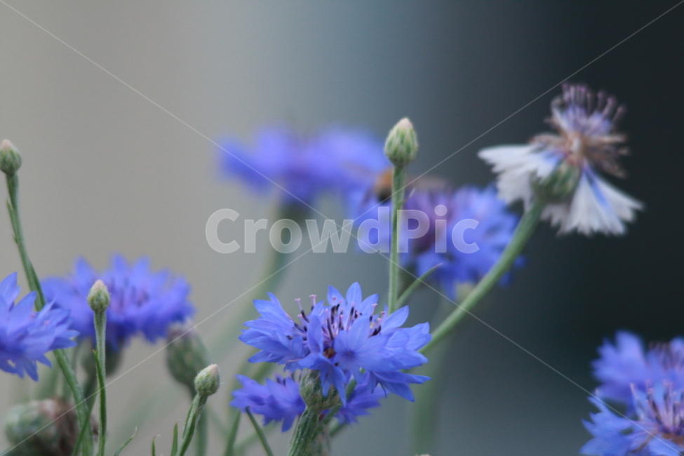 우중출사,장마,소강상태,여름,여름꽃,비방울,식물,자연,plants,nature,꽃,flower