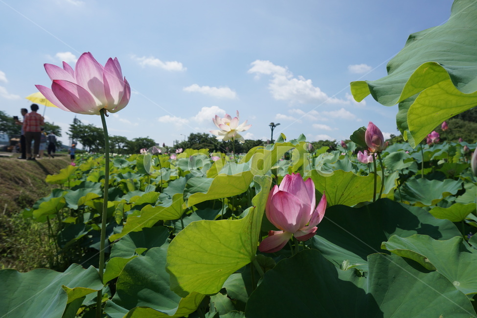 여름,자연,연꽃,여름꽃,풍경,식물,자연,plants,nature,꽃,flower
