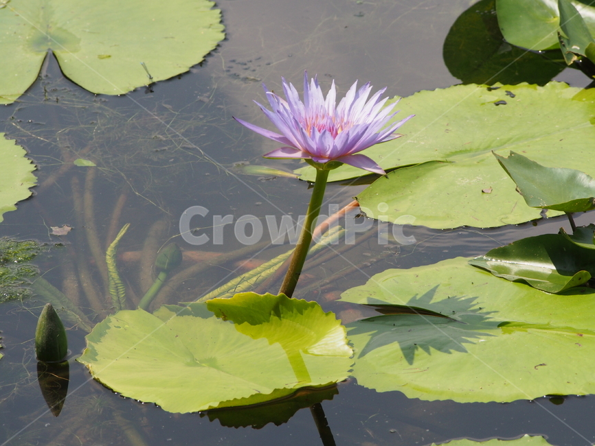 plant,식물,꽃,flower,보라색