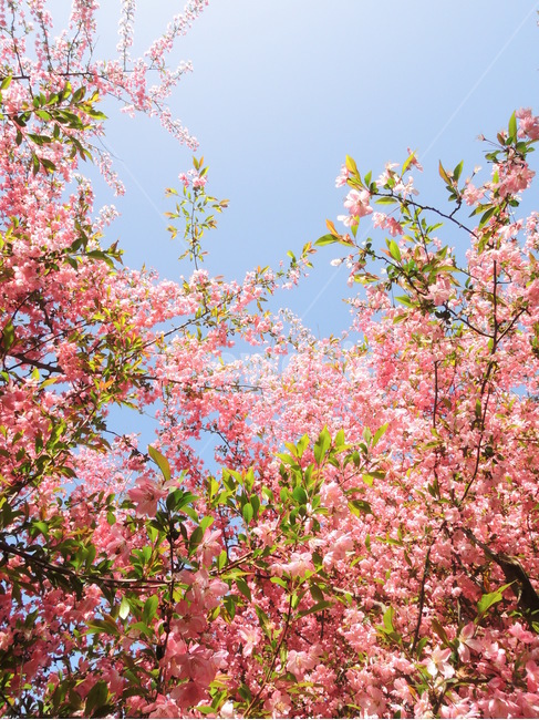 겹벚꽃,그림같은,몽환적인,핑크,벚꽃,꽃무더기,꽃그림,꽃터널,분홍,사쿠라,봄경치,플라워,flower,sky,pinkflowers,cherryblossom,blossom,sakura,spring,flowersbranch,season,natural,background,nature,봄,계절,spring,season,꽃,cherry blossom,plant,식물