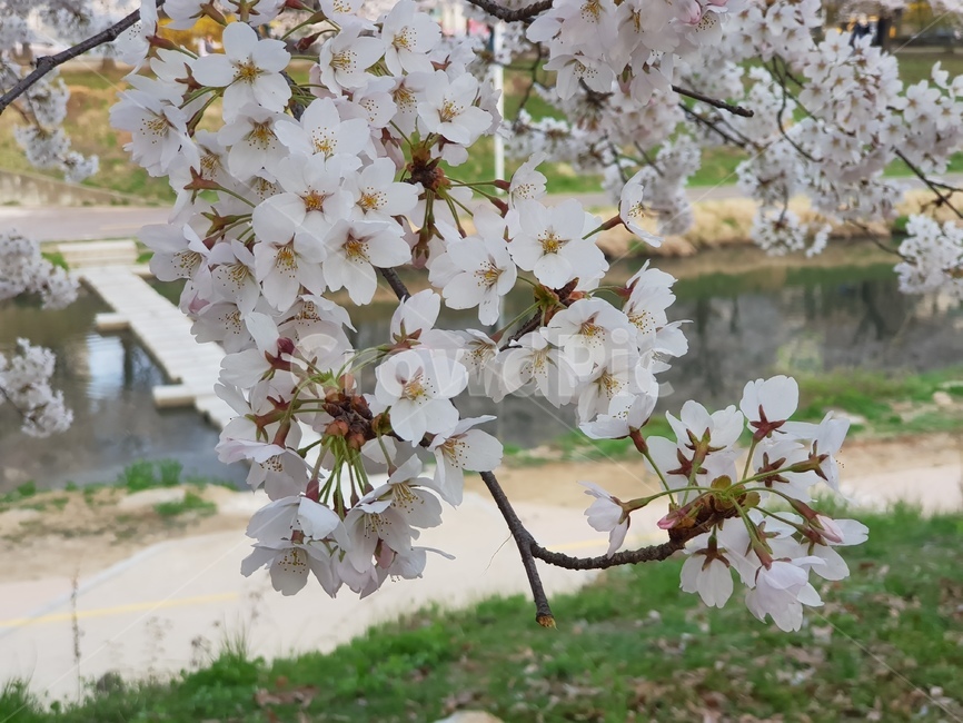꽃,하얀꽃,벗꽃,흰꽃,식물