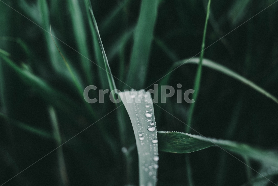 빗속,자연,풀잎,물,빗방울,식물,자연,plants,nature,감성,sensible,feeling