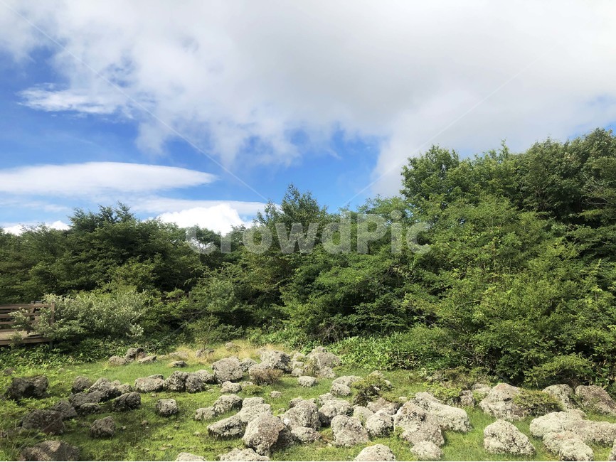 1100고지,천백고지,바위,숲,나무,plant,tree,자연,옥외,nature,들,산들,쾌청,맑음,자연,풍경,nature,landscape
