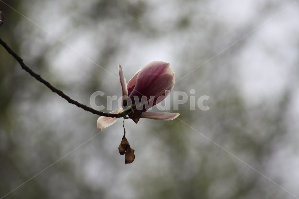 자목련,목련,봄,꽃,kobusmagnolia