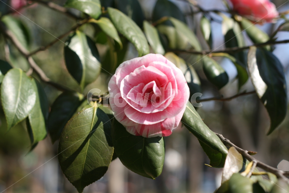 하늘,꽃,감성,봄,spring,sky,flower,식물,자연,plants,nature,꽃,flower