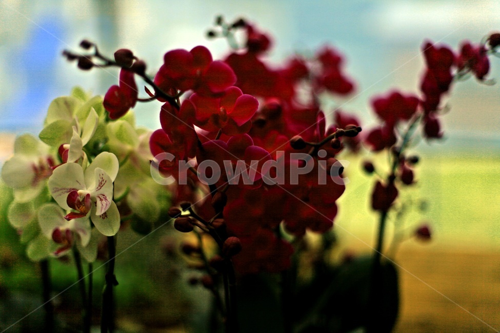 꽃,식물,아웃포커싱,화분,빨강,식물,자연,plants,nature,꽃,flower